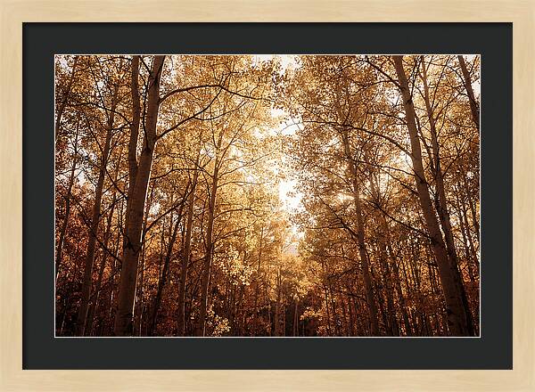 Autumn Aspen Grove