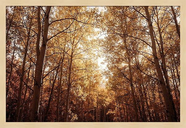 Autumn Aspen Grove