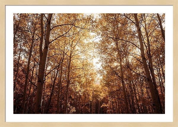 Autumn Aspen Grove