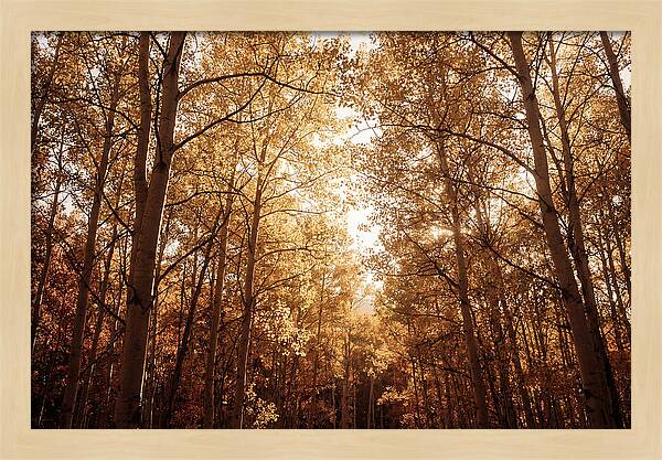 Autumn Aspen Grove