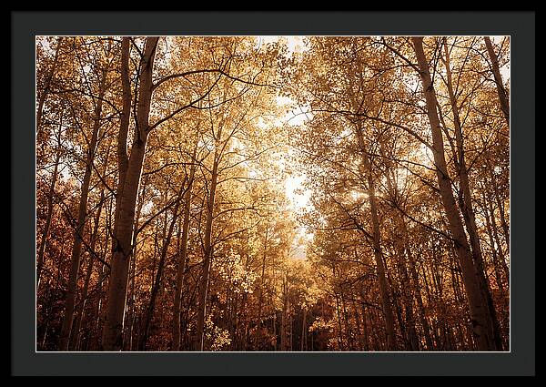 Autumn Aspen Grove