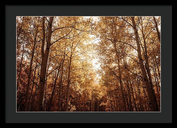 Autumn Aspen Grove