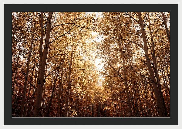 Autumn Aspen Grove