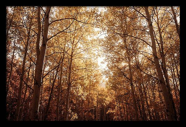 Autumn Aspen Grove