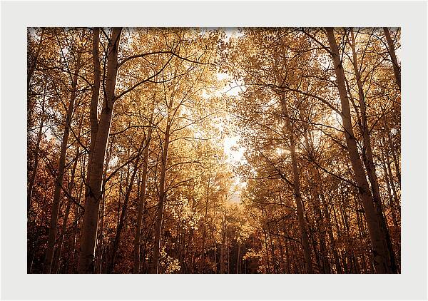 Autumn Aspen Grove