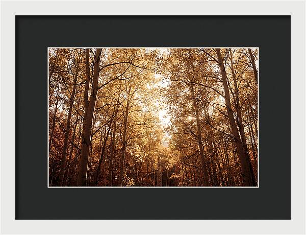 Autumn Aspen Grove