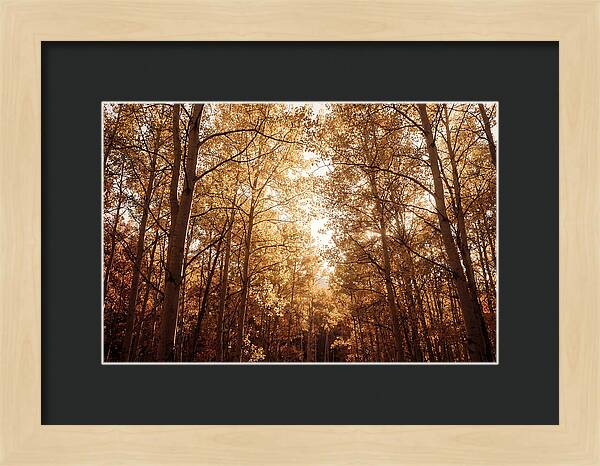 Autumn Aspen Grove
