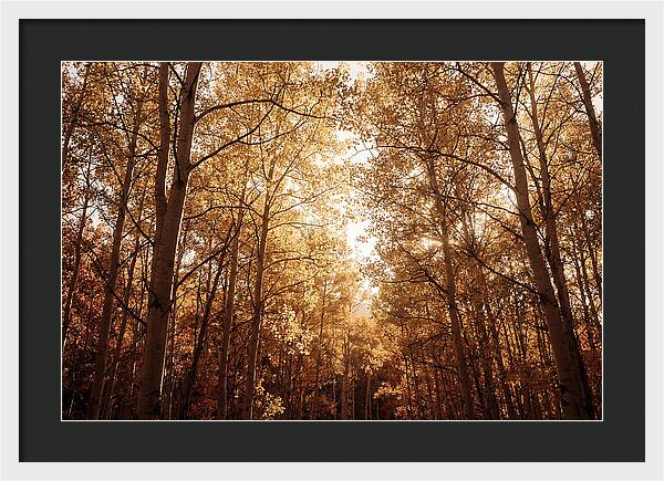 Autumn Aspen Grove