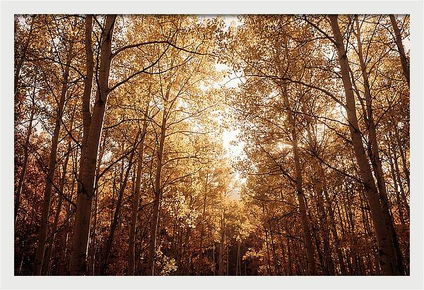 Autumn Aspen Grove