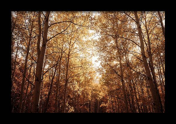 Autumn Aspen Grove