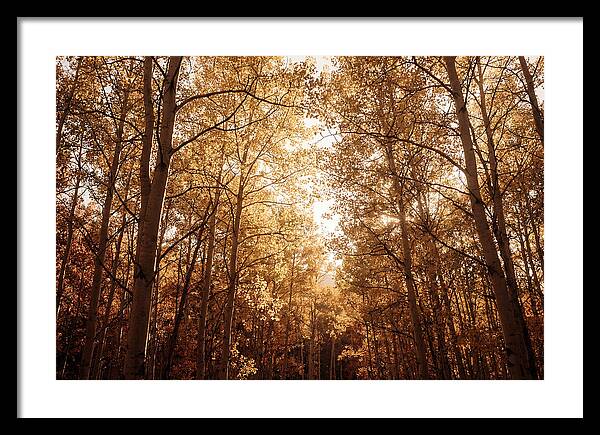 Autumn Aspen Grove