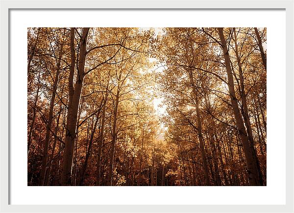 Autumn Aspen Grove