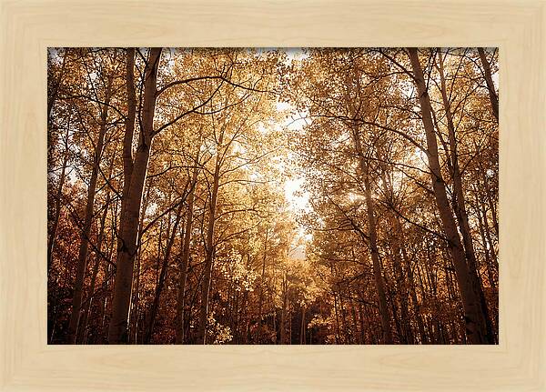 Autumn Aspen Grove