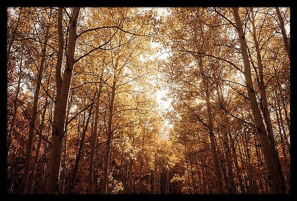 Autumn Aspen Grove
