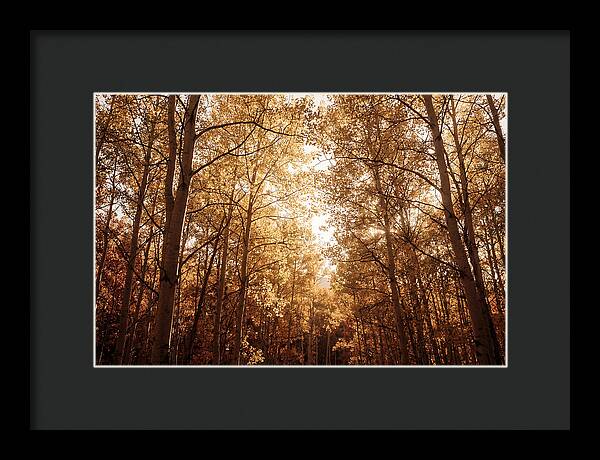 Autumn Aspen Grove