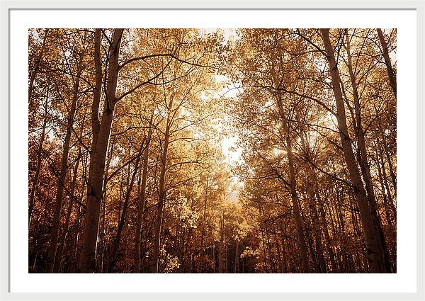 Autumn Aspen Grove