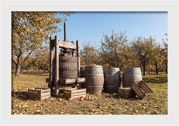 Autumn Cider Pressing Scene