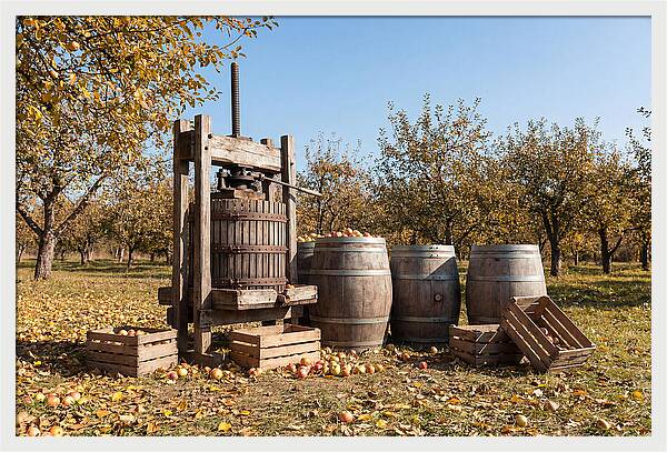 Autumn Cider Pressing Scene