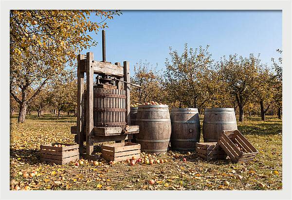 Autumn Cider Pressing Scene