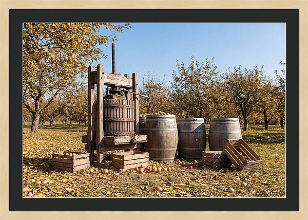 Autumn Cider Pressing Scene