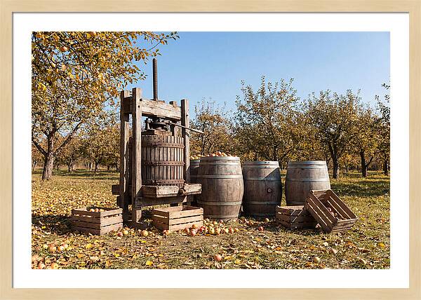 Autumn Cider Pressing Scene