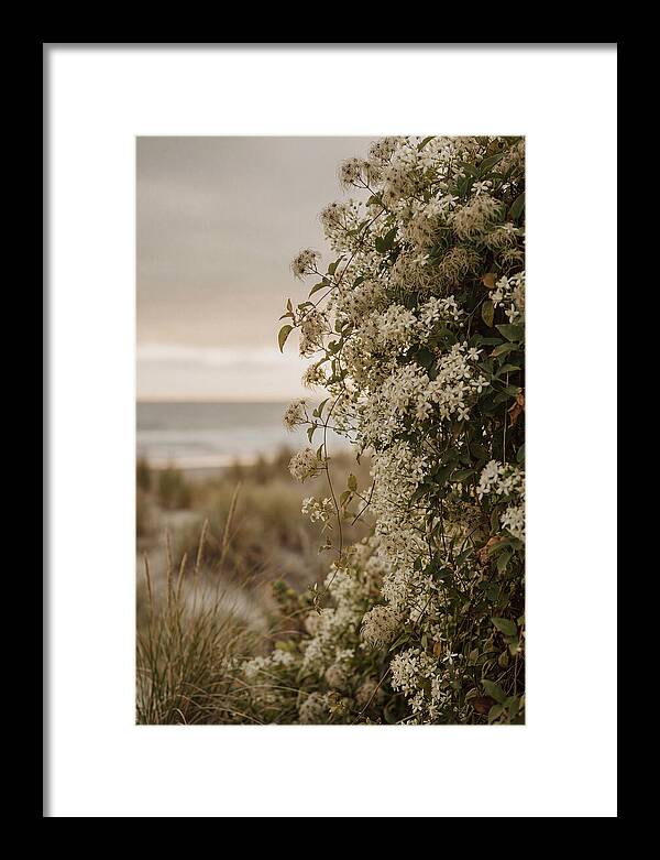 Autumn Clematis Blossoms By The Shore