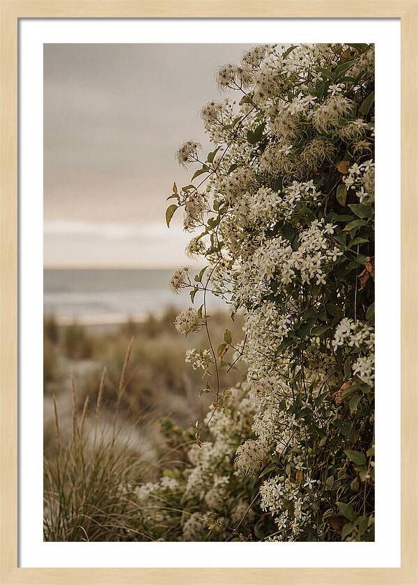 Autumn Clematis Blossoms By The Shore