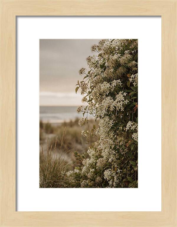Autumn Clematis Blossoms By The Shore