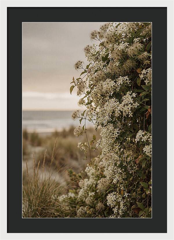 Autumn Clematis Blossoms By The Shore