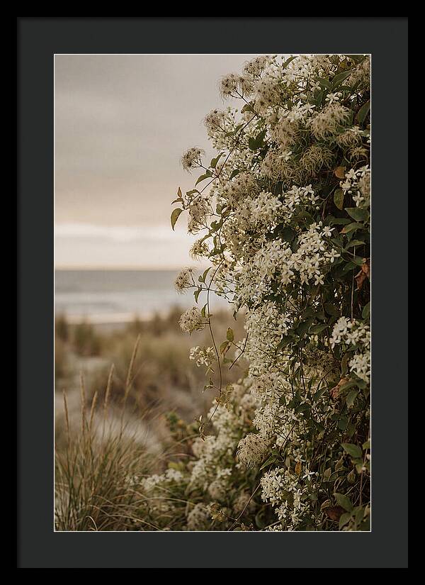 Autumn Clematis Blossoms By The Shore