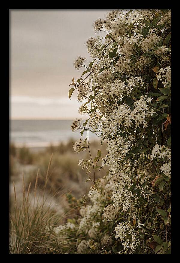 Autumn Clematis Blossoms By The Shore