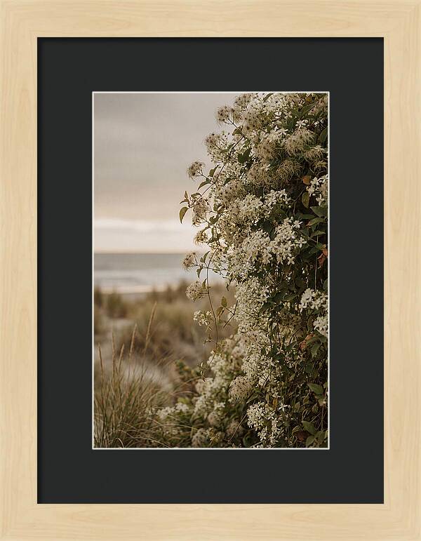 Autumn Clematis Blossoms By The Shore