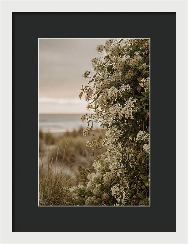 Autumn Clematis Blossoms By The Shore