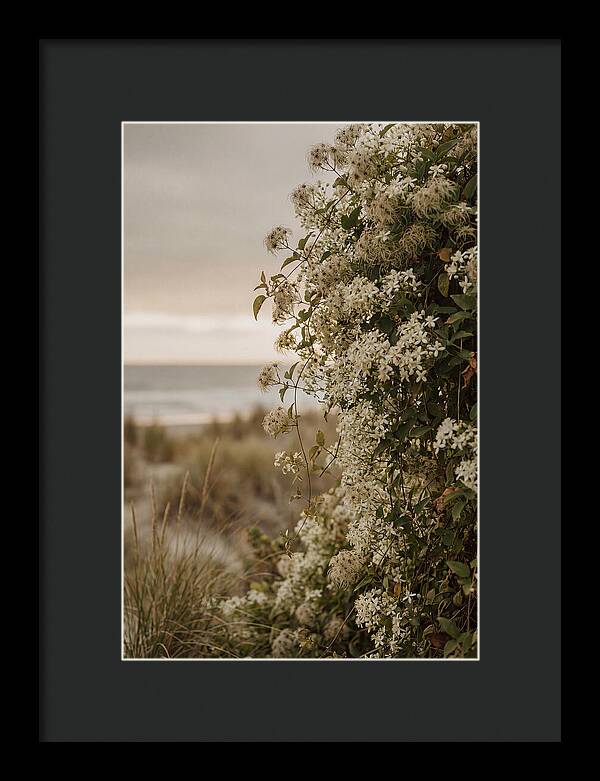 Autumn Clematis Blossoms By The Shore