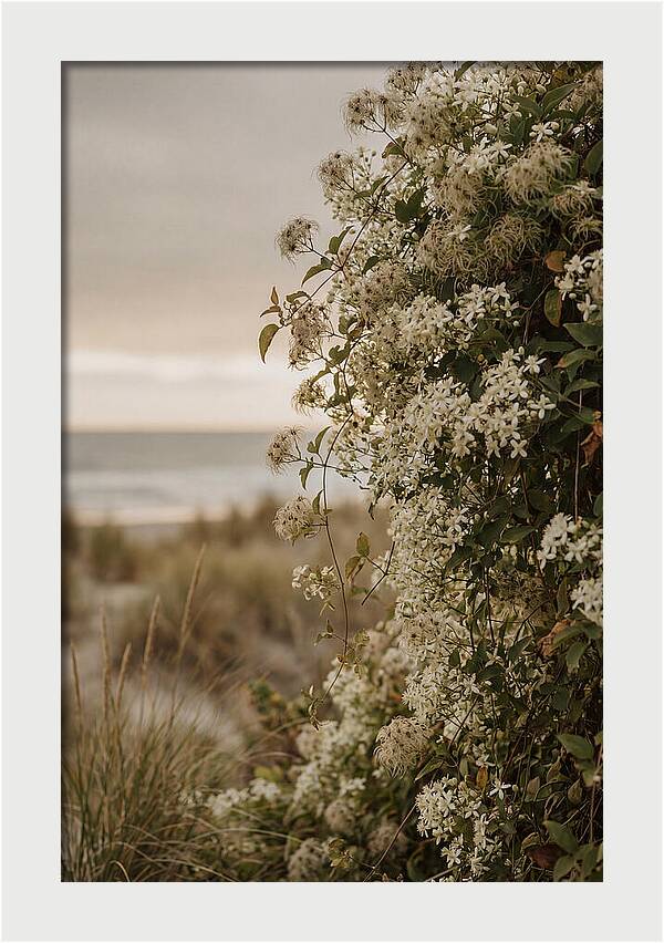 Autumn Clematis Blossoms By The Shore