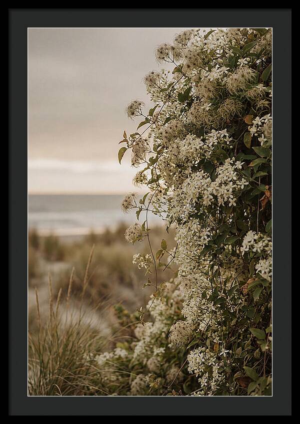 Autumn Clematis Blossoms By The Shore