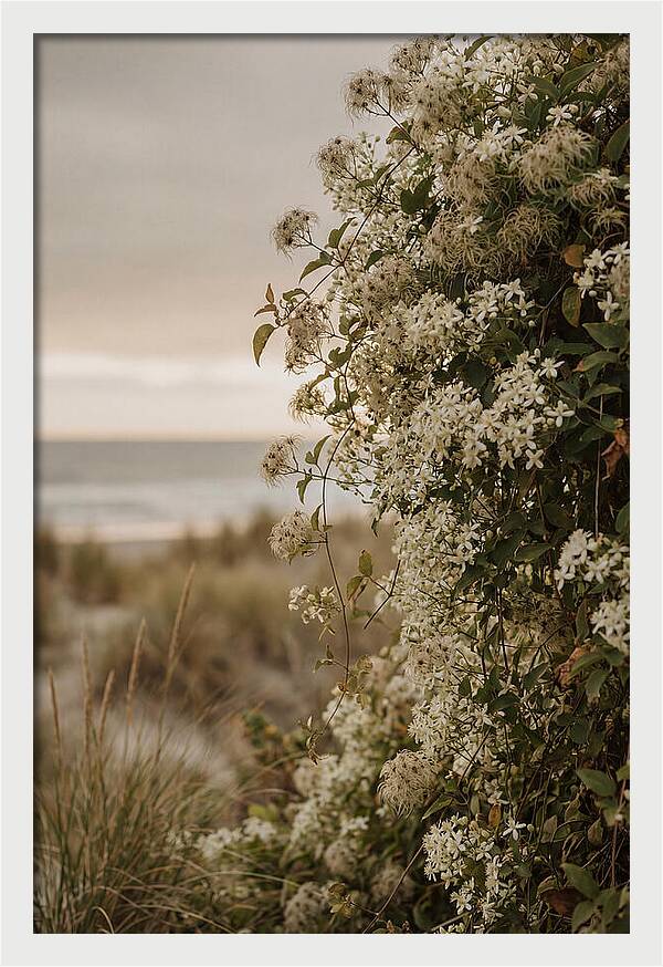 Autumn Clematis Blossoms By The Shore