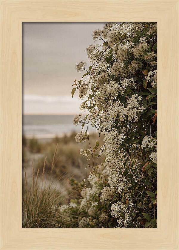 Autumn Clematis Blossoms By The Shore