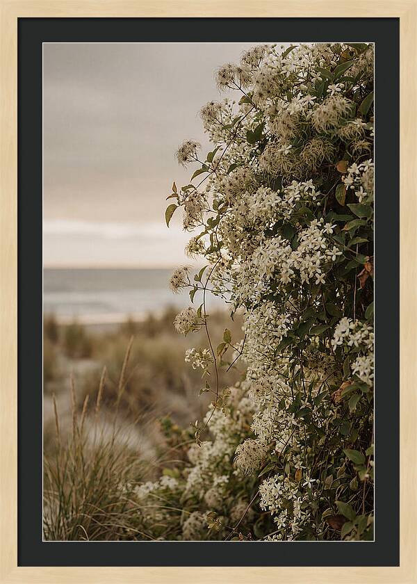 Autumn Clematis Blossoms By The Shore
