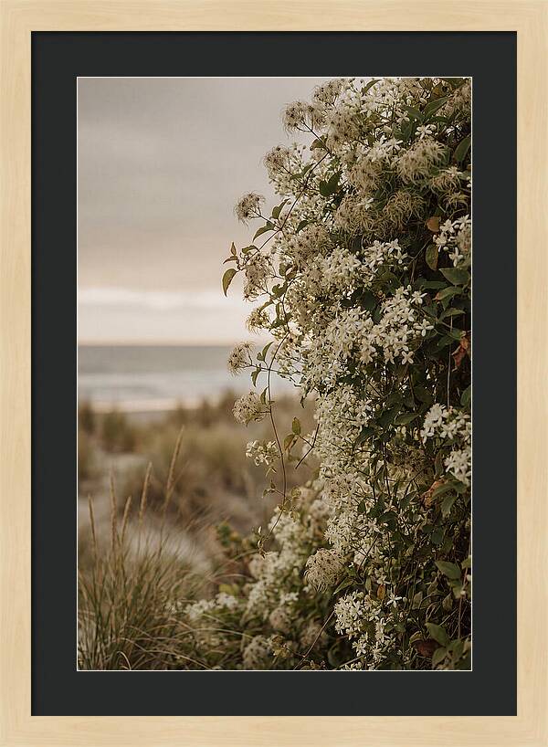 Autumn Clematis Blossoms By The Shore