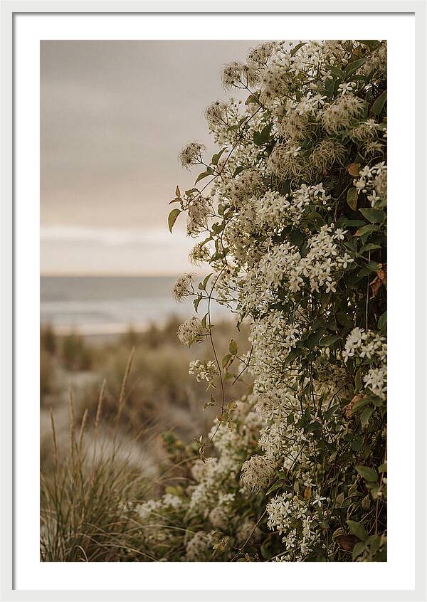Autumn Clematis Blossoms By The Shore