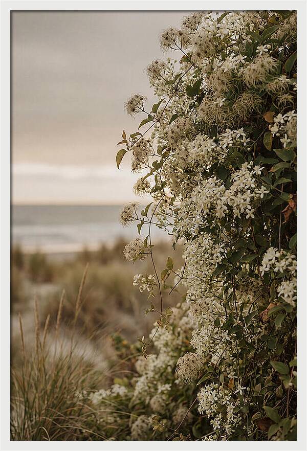 Autumn Clematis Blossoms By The Shore