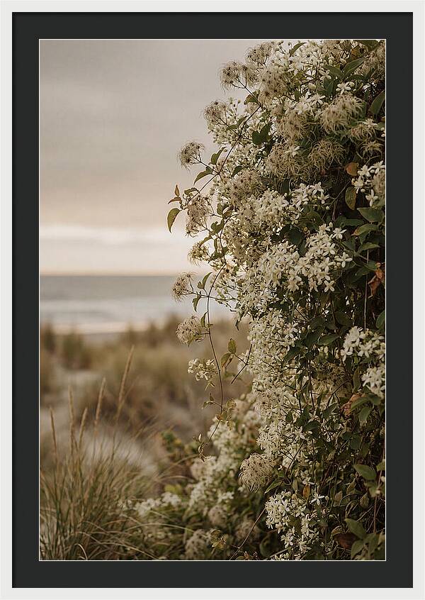 Autumn Clematis Blossoms By The Shore