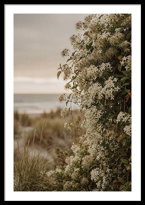 Autumn Clematis Blossoms By The Shore