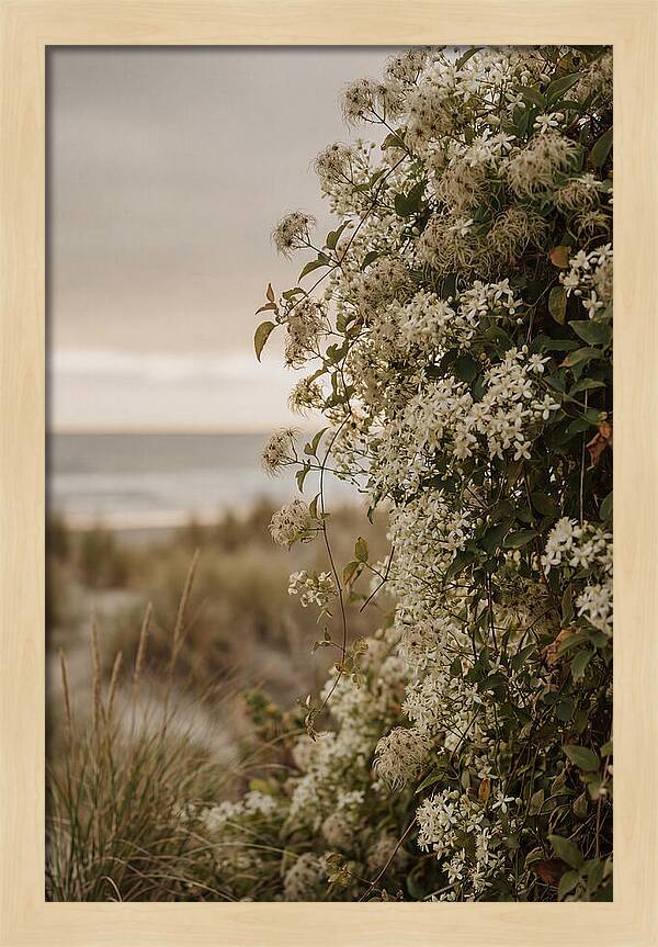 Autumn Clematis Blossoms By The Shore