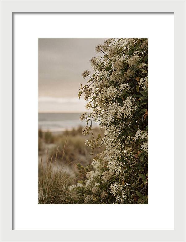 Autumn Clematis Blossoms By The Shore