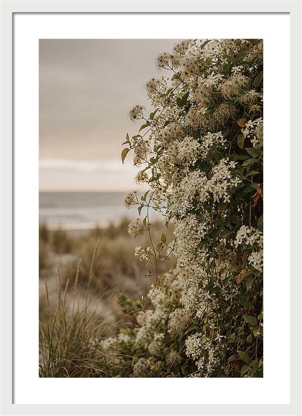 Autumn Clematis Blossoms By The Shore