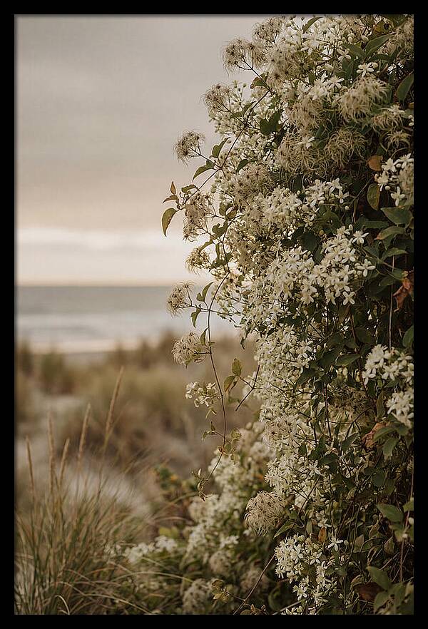 Autumn Clematis Blossoms By The Shore