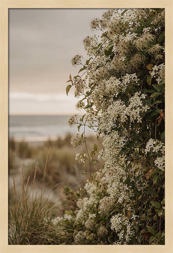 Autumn Clematis Blossoms By The Shore