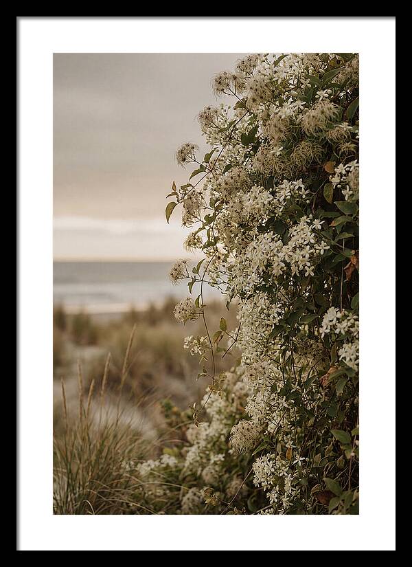 Autumn Clematis Blossoms By The Shore